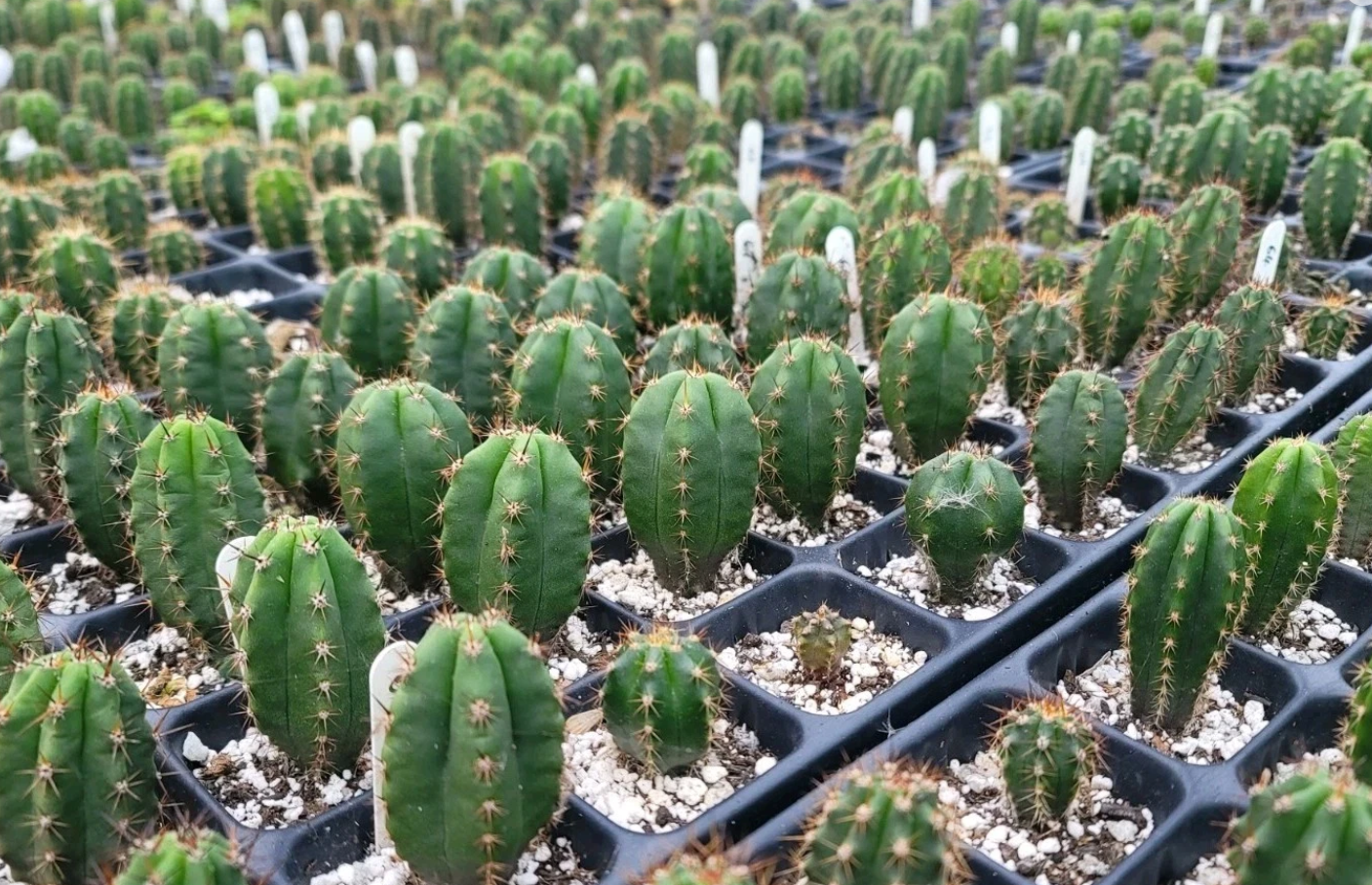 #67 Misty Evening x Althea