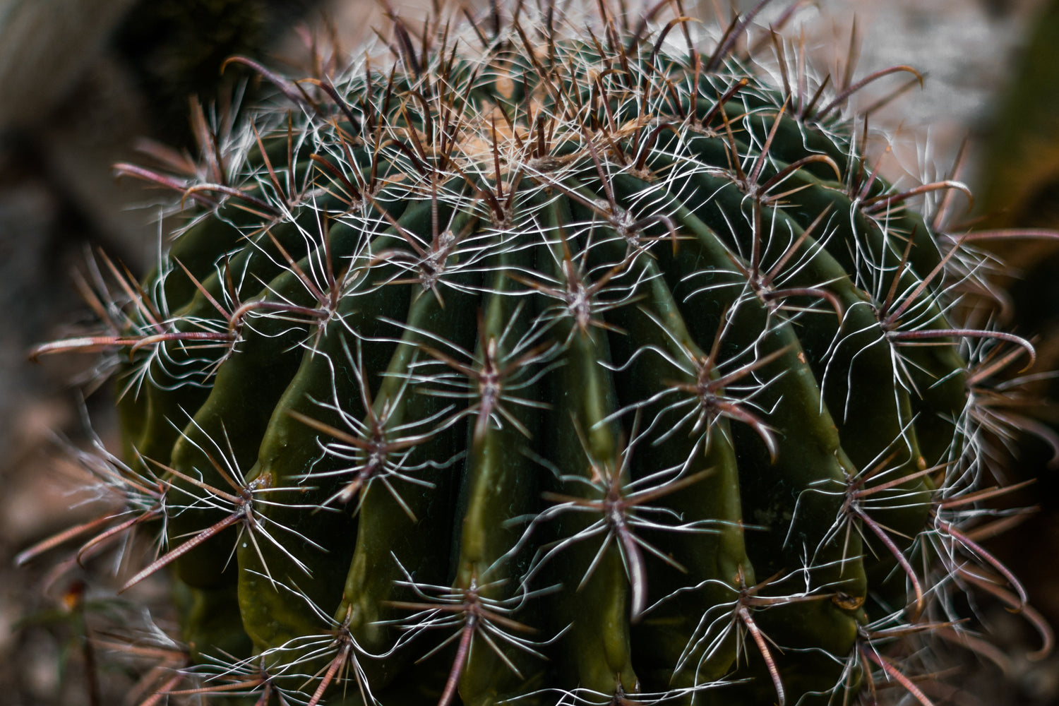 Cacti